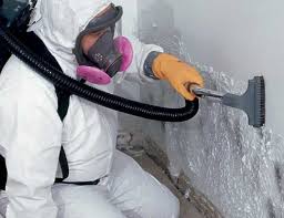 Mold Removal Services